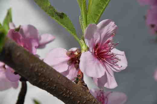peach blossom 16 2