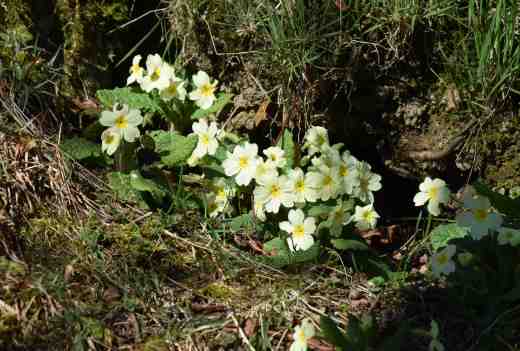 primrose wild