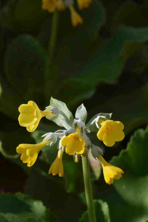 primula pal