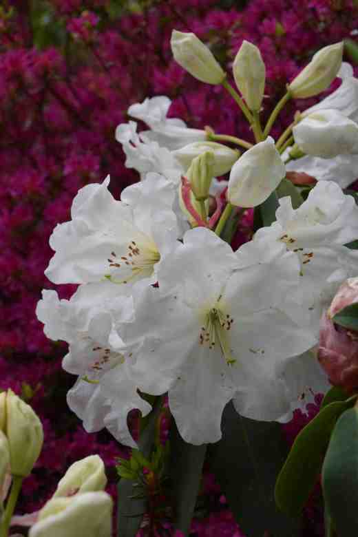 rhodo griffith2