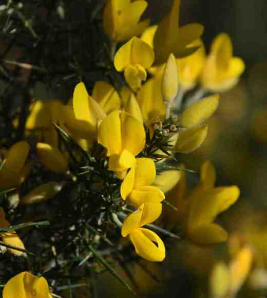 ulex