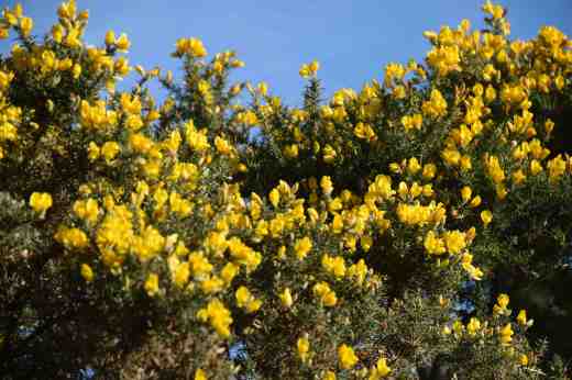ulex2