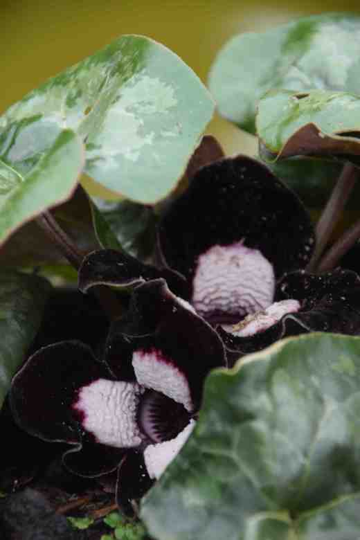 asarum