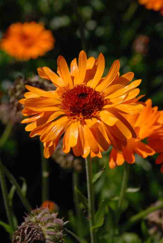 calendula2