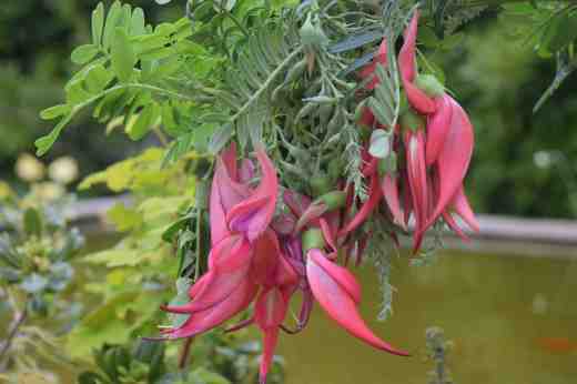 clianthus