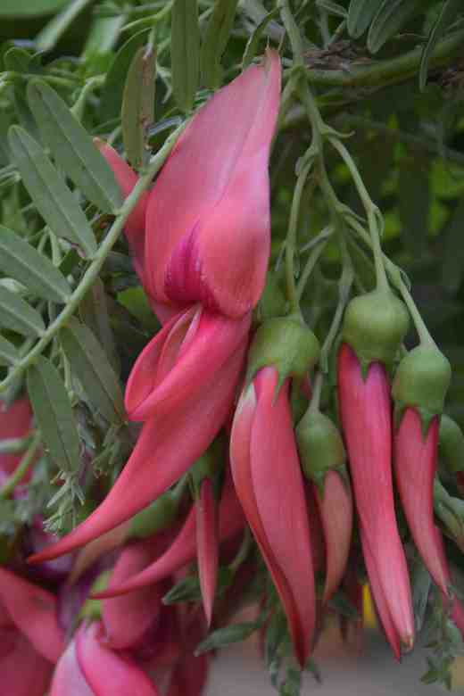 clianthus2