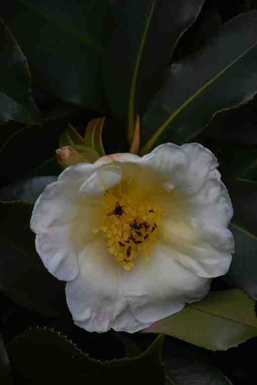 gordonia yunnanensis