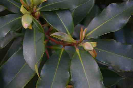 gordonia yunnanensis4