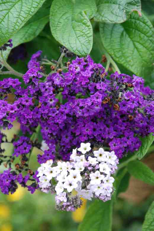 heliotrope scentropia dk blue S&G2 copy