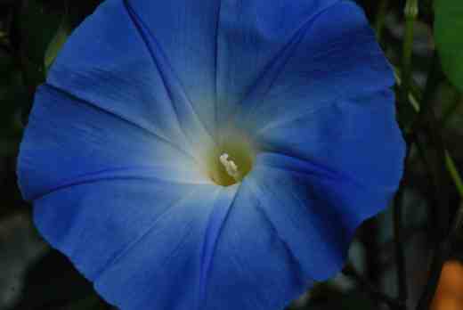 ipomoea heavenly close