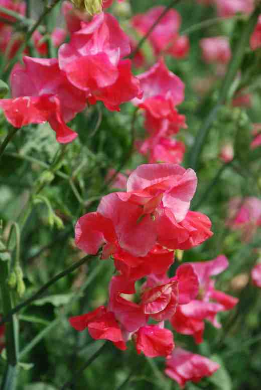 lathyrus Geranium Pink.2 copy
