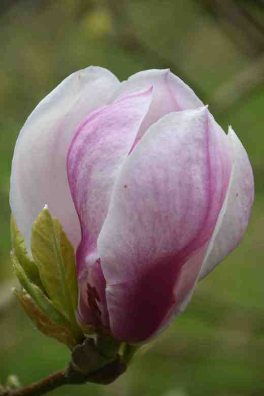 mag soul rustica rubra