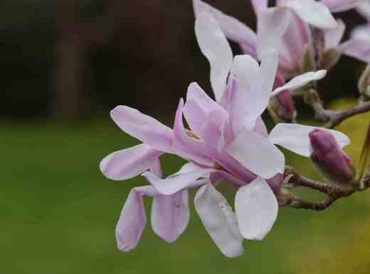 mag x loebneri leonard messel