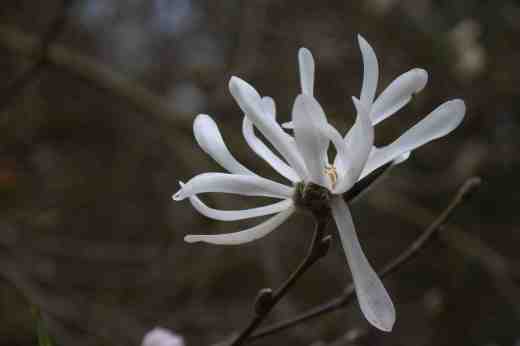 magn stellata king rose