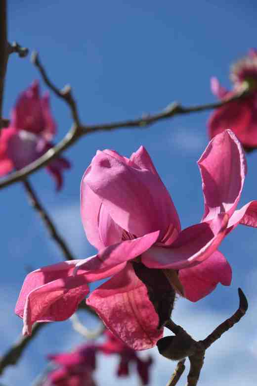 Magnolia campbellii 'Betty Jessel'