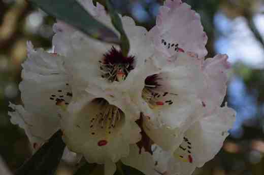 Rhododendron grande