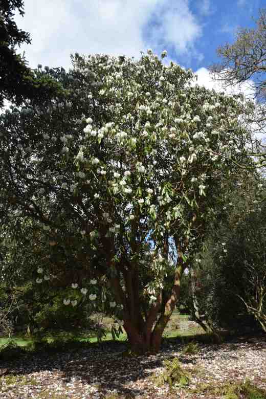 Rhododendron grande