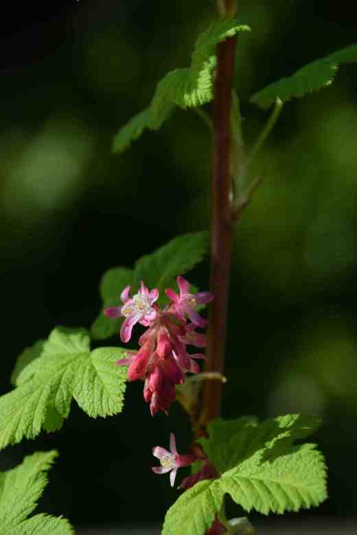 ribes golden kin ed