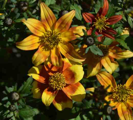 bidens beedance3