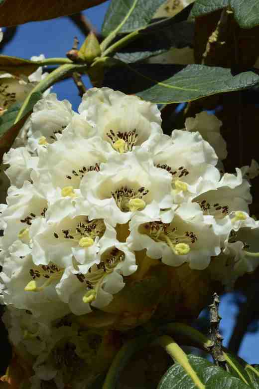 rhodo falcon