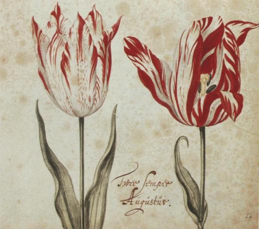 tulip semper Augustus