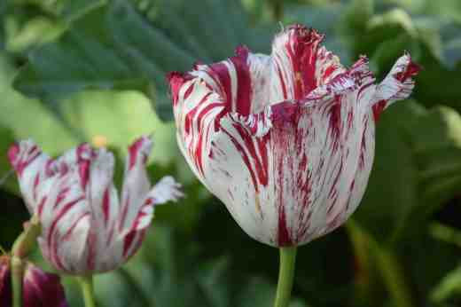 tulip virus