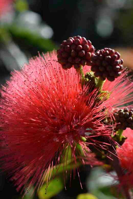 calliandra granc 3