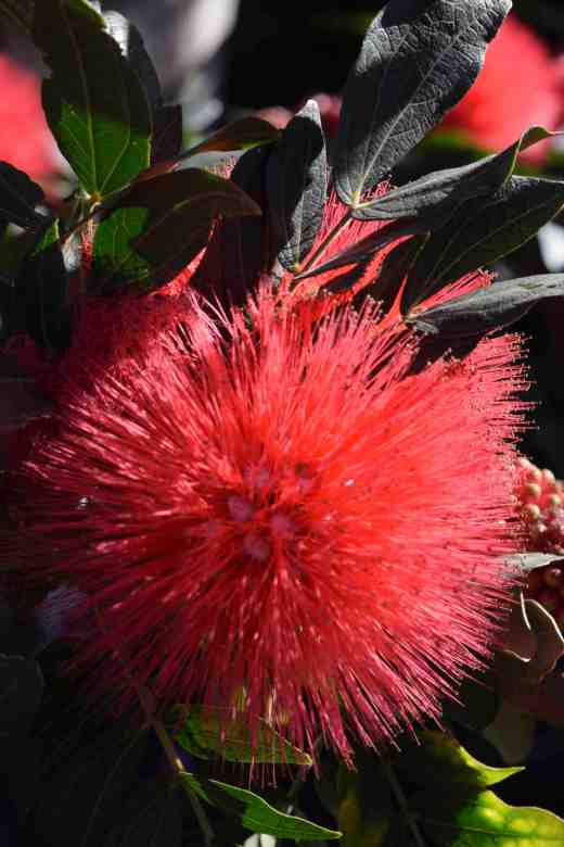 calliandra granc 4