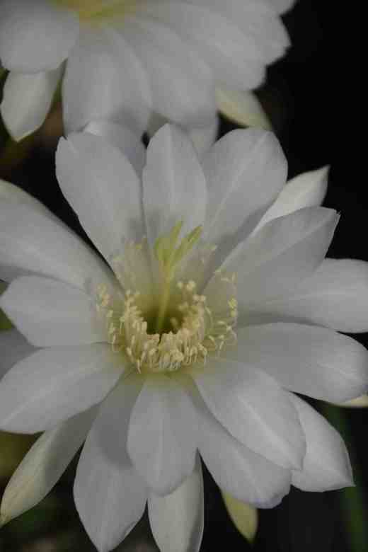 echinopsis snowstorm2