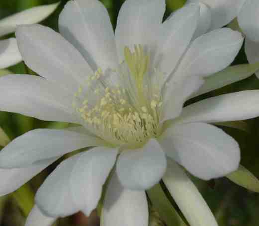 echinopsis snowstorm4