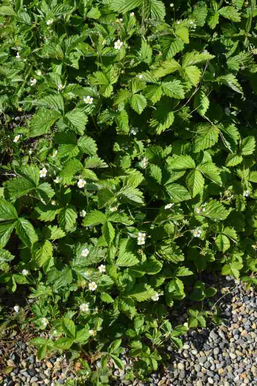 fragaria scarket beauty