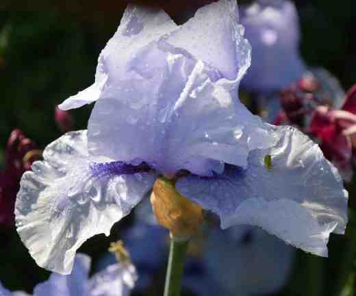 iris june 16 4