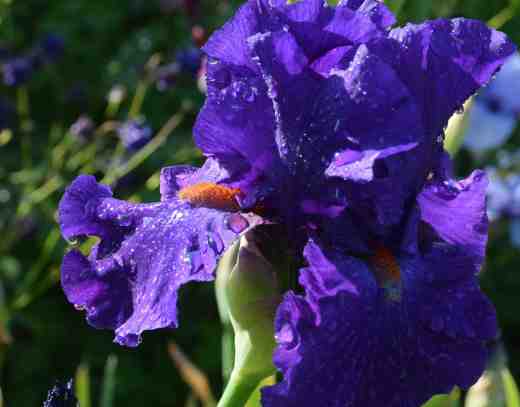 iris june 16 5