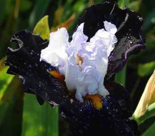 iris june 16 7
