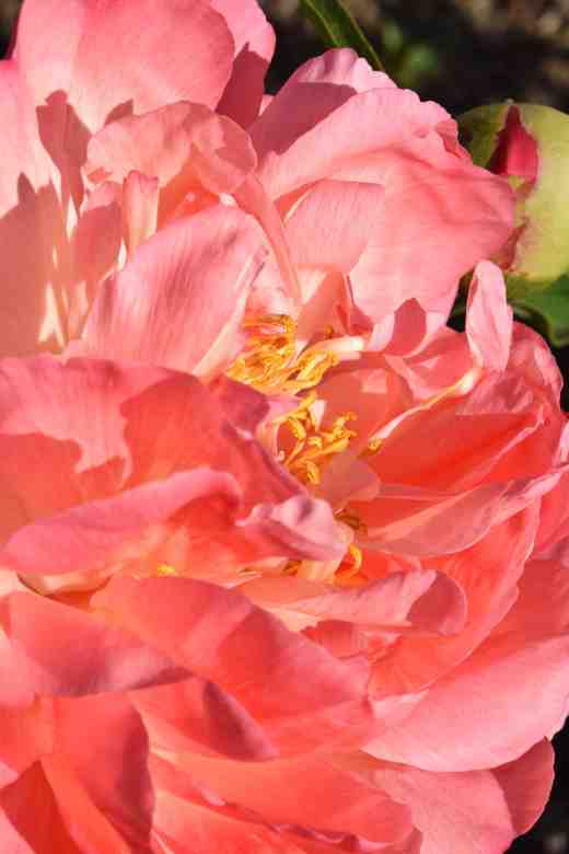 peony coral suns 16