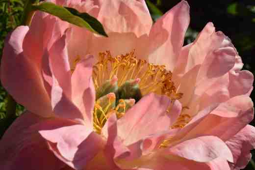 peony coral suns 163