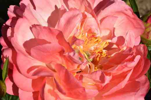 peony coral suns 165