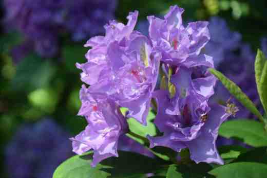 rhodo fastuosum