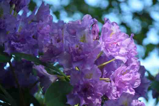 rhodo fastuosum3
