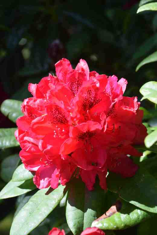 rhodo nova zembla