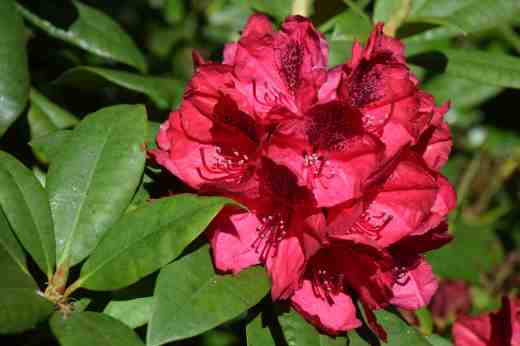 rhodo nova zembla2