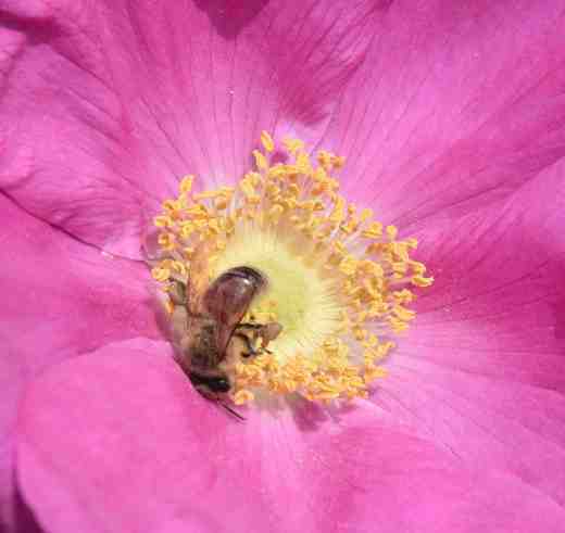 rosa rug bee2