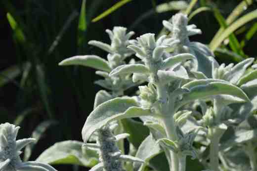 stachys 16 4
