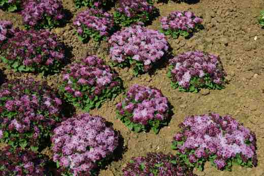 ageratum champion pink2
