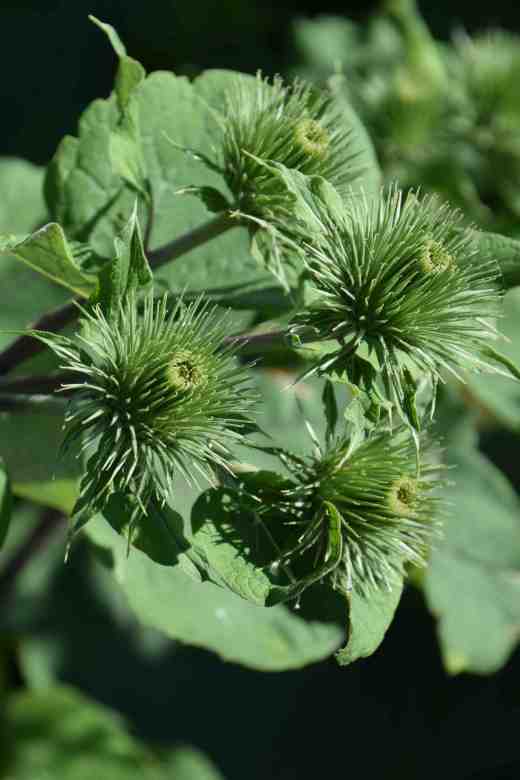 arctium nene