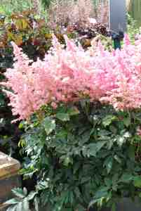 Astilbe