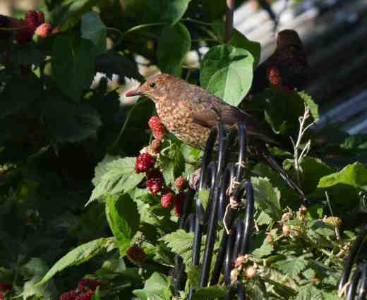 blackbirds eating 2