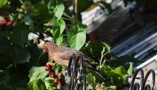 blackbirds eating 4