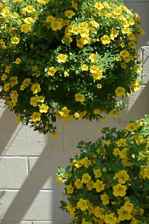 callibrachoa cabaret deep yellow