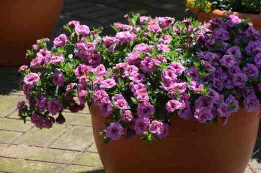 callibrachoa cancan dble pink vein pot